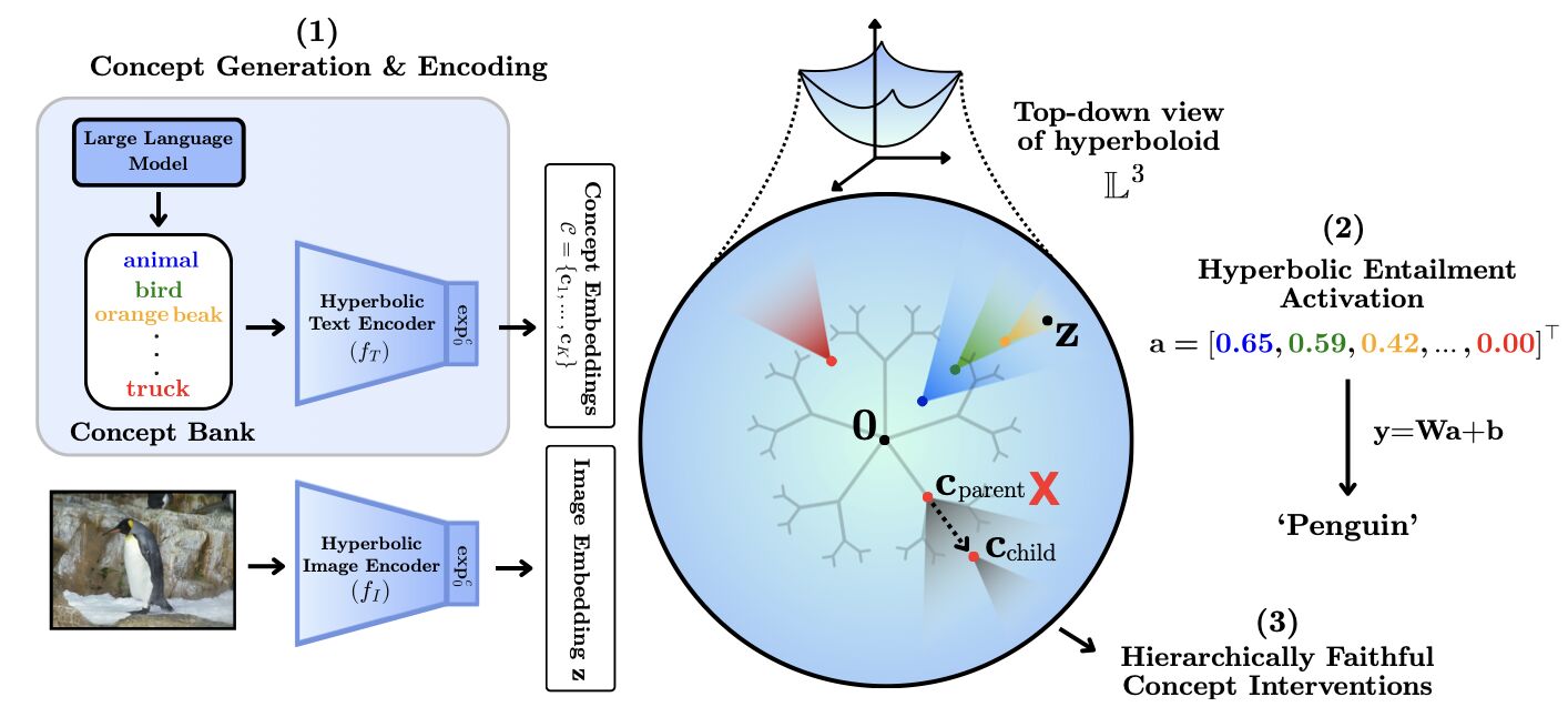 Hyperbolic Concept Bottleneck Models